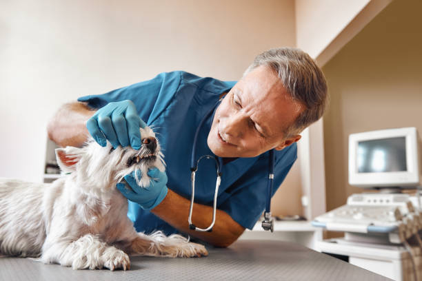 Best Emergency Denture Repair in , IN